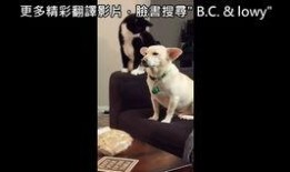 老友狗狗国语在线观看,重温经典，共度欢乐时光